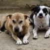 Sissy und Herta