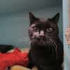 Chaton