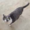 TOM