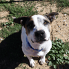 Dogi (en cours d'adoption)