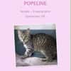popeline