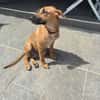 BANDIT est un chouette lascar