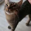 PITCHOU À ADOPTER AVEC UN COPAIN CHAT