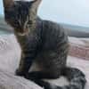 PITCHOU À ADOPTER AVEC UN COPAIN CHAT