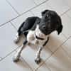 Zélie, Femelle, X Berger, née le 01/01/2023 🐶