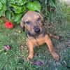 Brieg, Mâle, X Berger, né le 05/07/2026 🐶