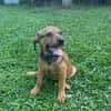 Brieg, Mâle, X Berger, né le 05/07/2026 🐶