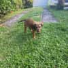 Brieg, Mâle, X Berger, né le 05/07/2026 🐶