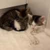 VELOURIA ET FICELLE À ADOPTER ENSEMBLE