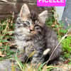 VELOURIA ET FICELLE À ADOPTER ENSEMBLE