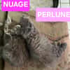 NUAGE ET PERLUNE À ADOPTER ENSEMBLE