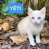ÉCLAIR ET YÉTI A ADOPTER ENSEMBLE