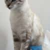 FIONNULA À ADOPTER EN DUO OU AVEC UN CHAT DÉJÀ CHEZ VOUS