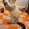 FIONNULA À ADOPTER EN DUO OU AVEC UN CHAT DÉJÀ CHEZ VOUS