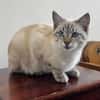 FIONNULA À ADOPTER EN DUO OU AVEC UN CHAT DÉJÀ CHEZ VOUS