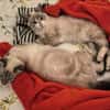 FIONNULA À ADOPTER EN DUO OU AVEC UN CHAT DÉJÀ CHEZ VOUS