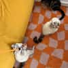 FIONNULA À ADOPTER EN DUO OU AVEC UN CHAT DÉJÀ CHEZ VOUS