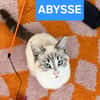ABYSSE À ADOPTER EN DUO OU SEUL SI DÉJÀ UN CHAT PRÉSENT CHEZ VOUS