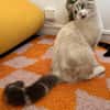 ABYSSE À ADOPTER EN DUO OU SEUL SI DÉJÀ UN CHAT PRÉSENT CHEZ VOUS