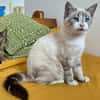 ABYSSE À ADOPTER EN DUO OU SEUL SI DÉJÀ UN CHAT PRÉSENT CHEZ VOUS