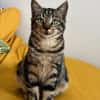 VALENCIA À ADOPTER EN DUO OU SEULE SI DÉJÀ UN CHAT PRÉSENT CHEZ VOUS