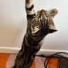 VALENCIA À ADOPTER EN DUO OU SEULE SI DÉJÀ UN CHAT PRÉSENT CHEZ VOUS