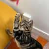 VALENCIA À ADOPTER EN DUO OU SEULE SI DÉJÀ UN CHAT PRÉSENT CHEZ VOUS