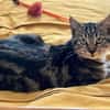 VALENCIA À ADOPTER EN DUO OU SEULE SI DÉJÀ UN CHAT PRÉSENT CHEZ VOUS