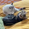 VALENCIA À ADOPTER EN DUO OU SEULE SI DÉJÀ UN CHAT PRÉSENT CHEZ VOUS