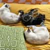 VALENCIA À ADOPTER EN DUO OU SEULE SI DÉJÀ UN CHAT PRÉSENT CHEZ VOUS