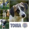 Verspielte TONIA sucht ein liebevolles Zuhause 🐾❤