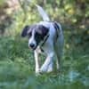 Verspielte TONIA sucht ein liebevolles Zuhause 🐾❤