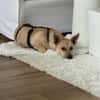 Barry - ein kleiner Kuschelkönig sucht sein Für-immer-Zuhaus