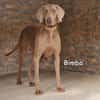 BIMBA