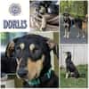 DORLIS * bezauberndes Hundemädchen
