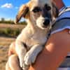 Nola - kleines Hundemädchen sucht ihre Familie