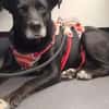 Blacky  - sooo liebevoll