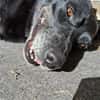 Blacky  - sooo liebevoll