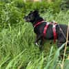 Blacky  - sooo liebevoll