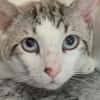 Lieber, sanfter Kater Pampam