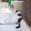 Lieber, sanfter Kater Pampam