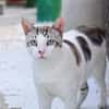 Lieber, sanfter Kater Pampam