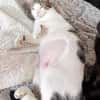 Soziale Katzengeschwister Merlin und Miel