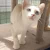Menschenbezogener, junger Kater Blanco