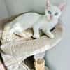 Menschenbezogener, junger Kater Blanco