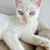 Menschenbezogener, junger Kater Blanco