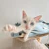 Menschenbezogener, junger Kater Blanco