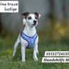 CASSIE brave und lustige Jack Rassel Terrier Hündin)