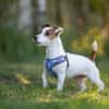 CASSIE brave und lustige Jack Rassel Terrier Hündin)