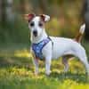 CASSIE brave und lustige Jack Rassel Terrier Hündin)